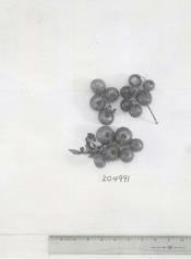 Click for 1 image(s) for this accession. FRUIT